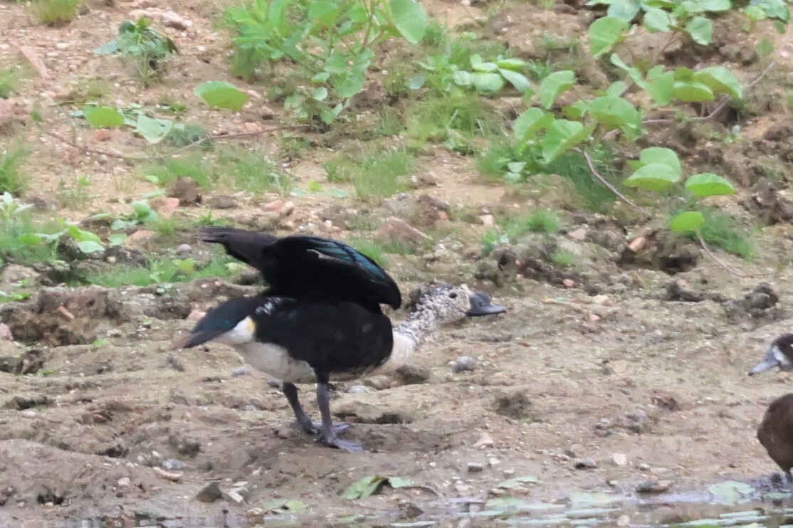 Comb Duck (Sarkidiornis sylvicola), photo 6