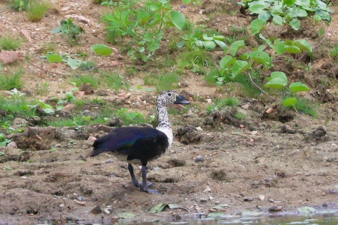 Comb Duck (Sarkidiornis sylvicola), photo 5