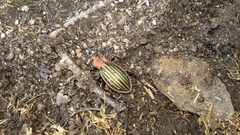 Carabus lineatus lateralis