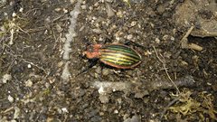 Carabus lineatus lateralis