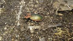 Carabus lineatus lateralis