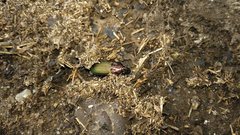 Poecilus kugelanni