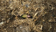 Poecilus kugelanni