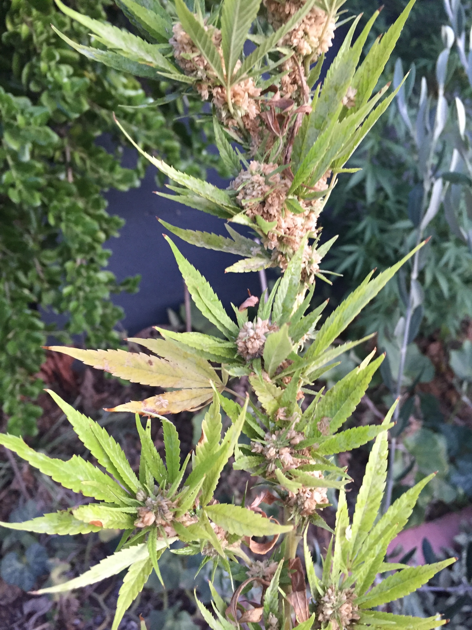 Imagem de Maconha