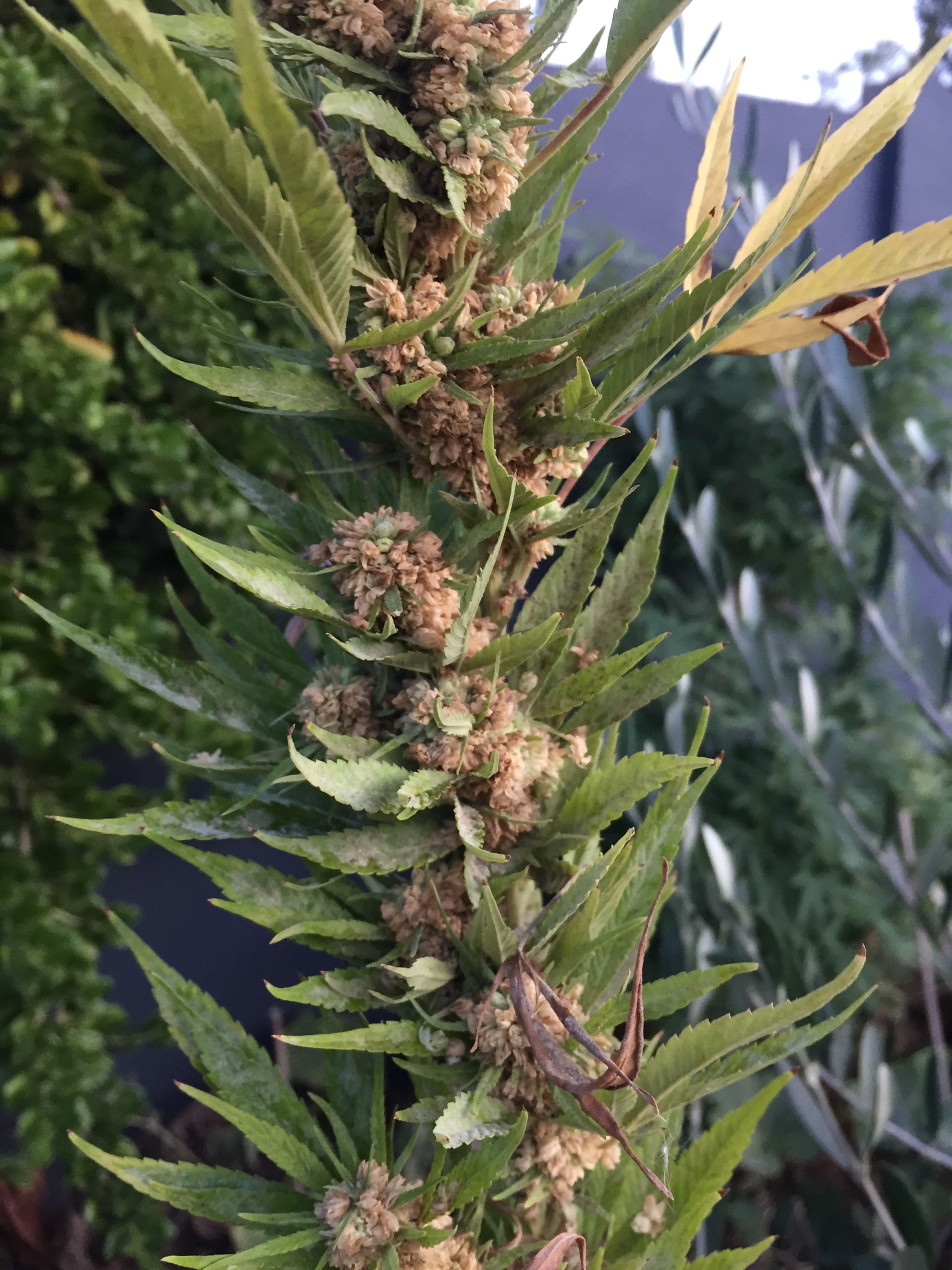 Imagem de Maconha