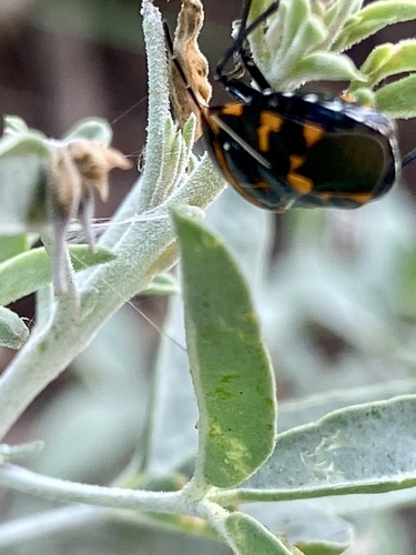 iNaturalist observation photo of Harlequin Bug