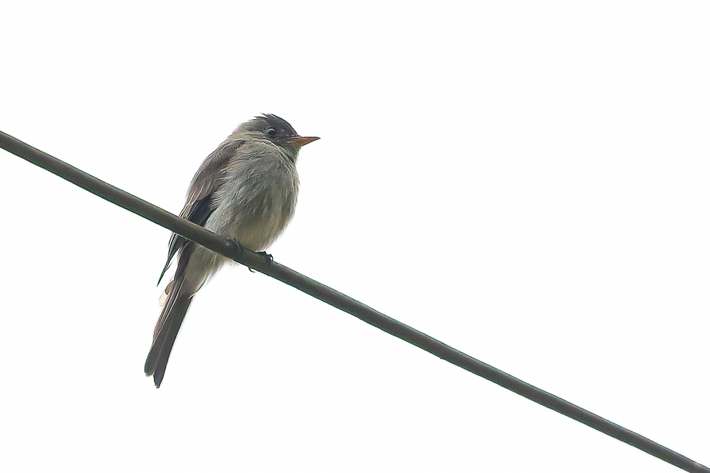 Southern Tropical Pewee