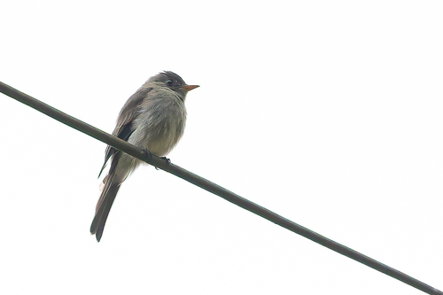 Southern Tropical Pewee