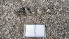 Canis lupus signatus