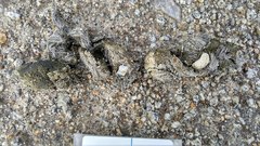 Canis lupus signatus