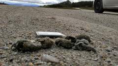 Canis lupus signatus