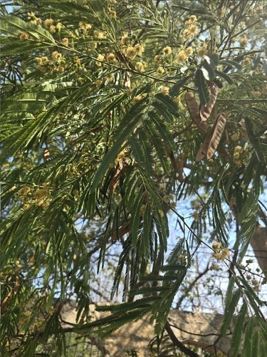 Pseudalbizzia niopoides, photograph 5