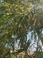 Pseudalbizzia niopoides, photograph author not stated, no rights reserved