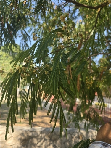 Pseudalbizzia niopoides, photograph 6