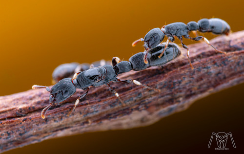 Cylindromyrmex striatusCylindromyrmex striatus