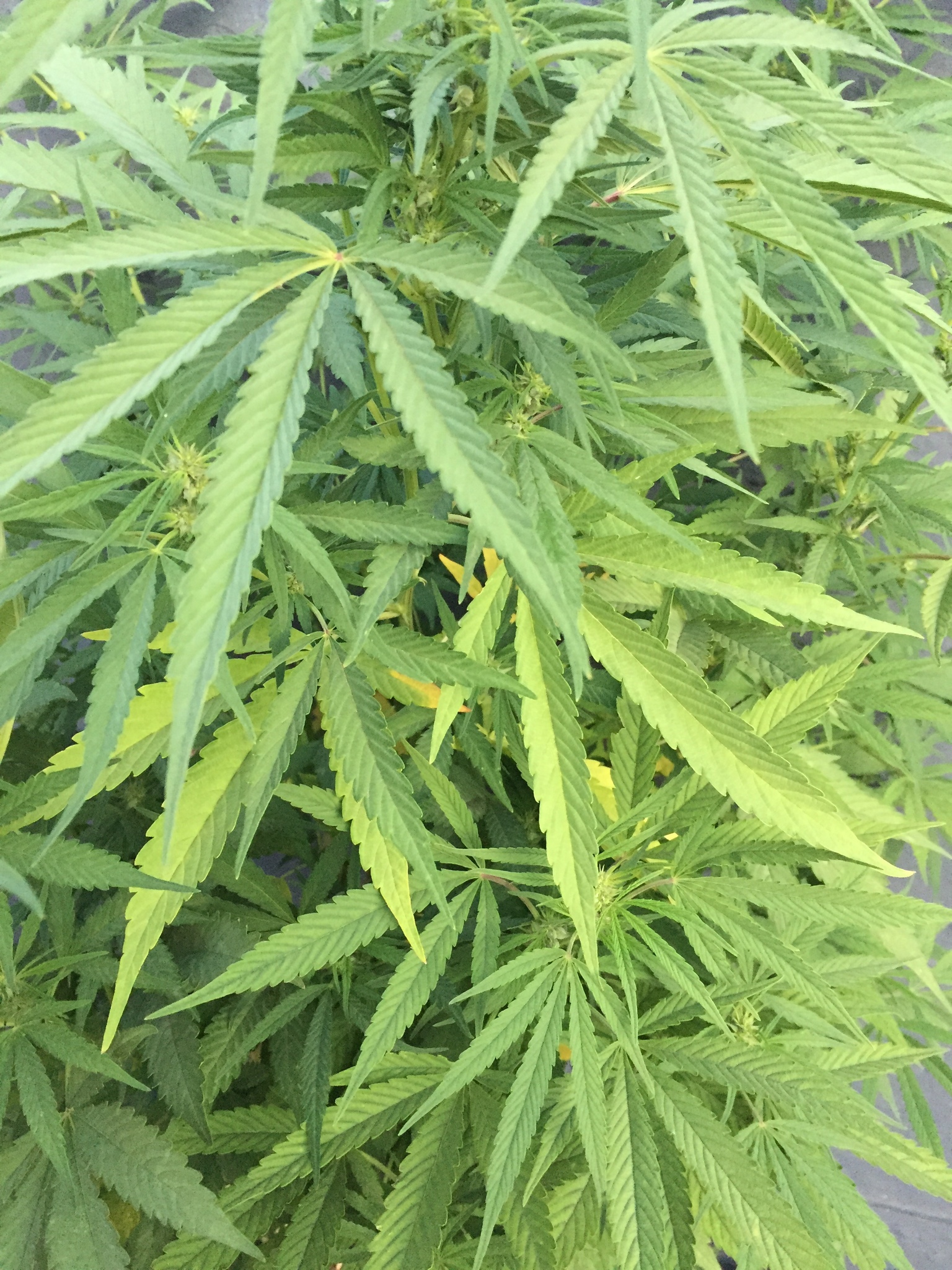 Imagem de Maconha