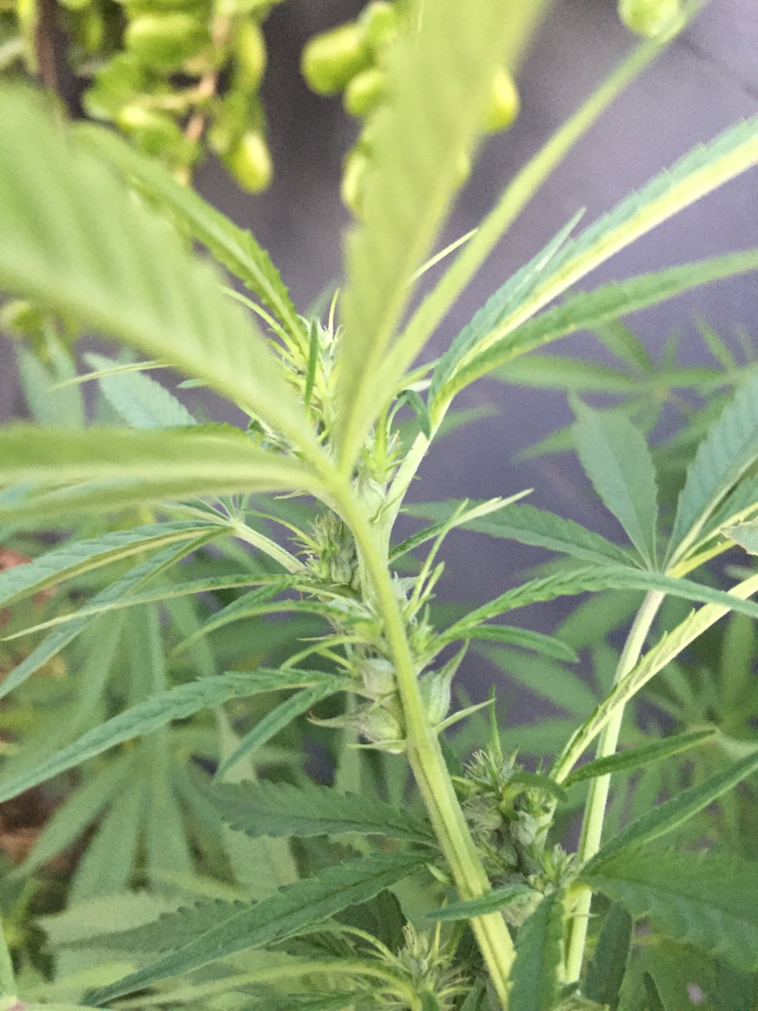 Imagem de Maconha