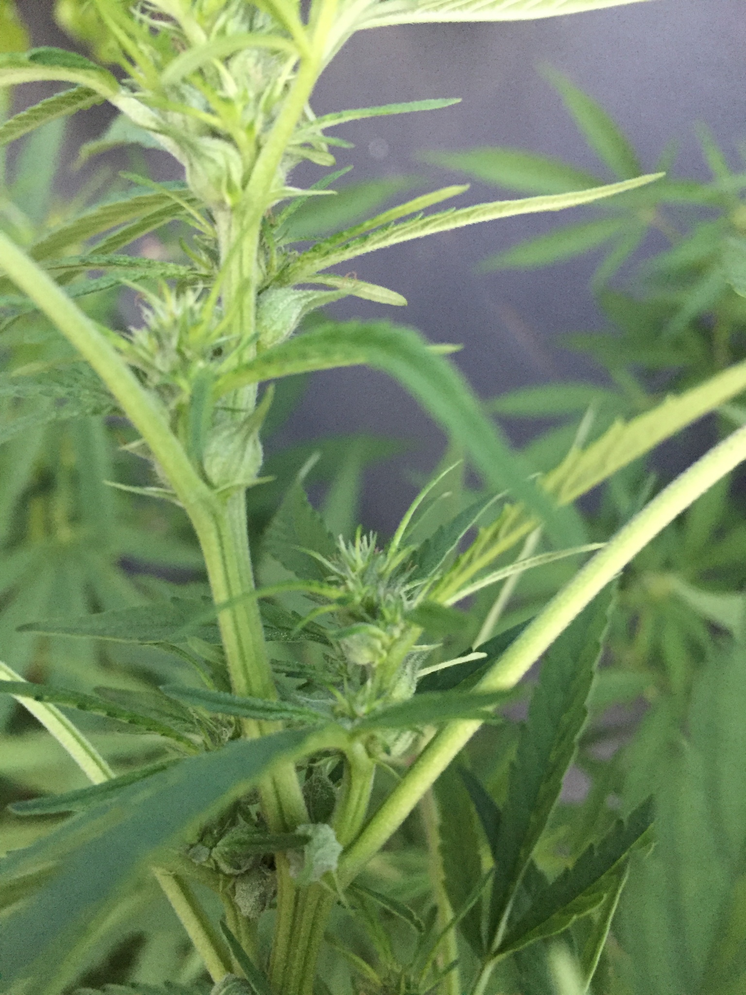 Imagem de Maconha