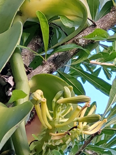 Pompona Vanilla (Vanilla pompona)