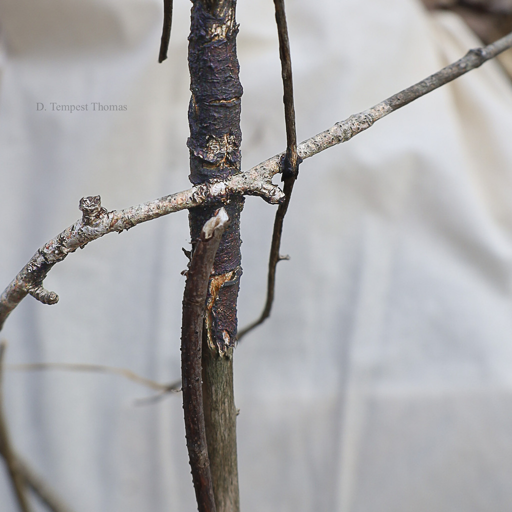 Hydnoporia diffissa · March 2026 · photo: © bdthomas (iNaturalist, cc-by)