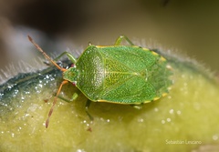 Sinopla perpunctatus