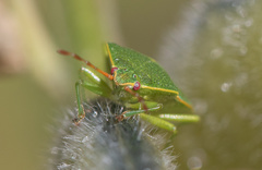 Sinopla perpunctatus