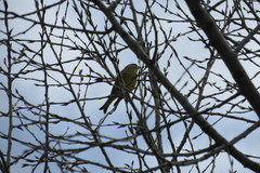 Chloris chloris chloris