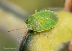 Sinopla perpunctatus