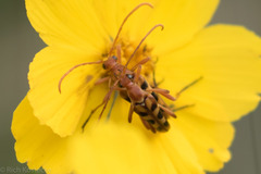 Strangalia sexnotata
