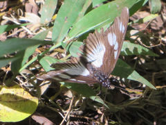 Pseudacraea lucretia