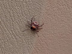 Rhipicephalus maculatus