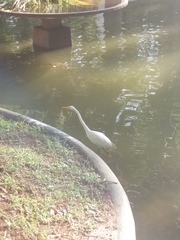 Ardea alba