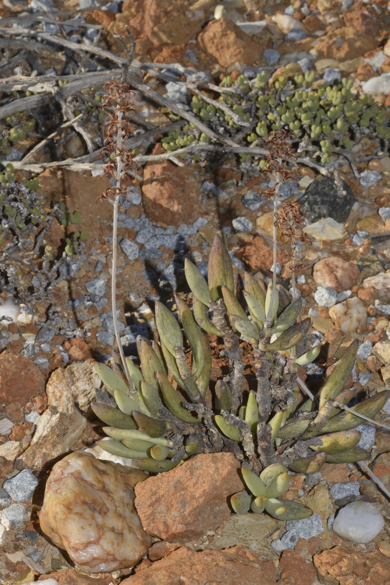 Imagem de Adromischus marianiae