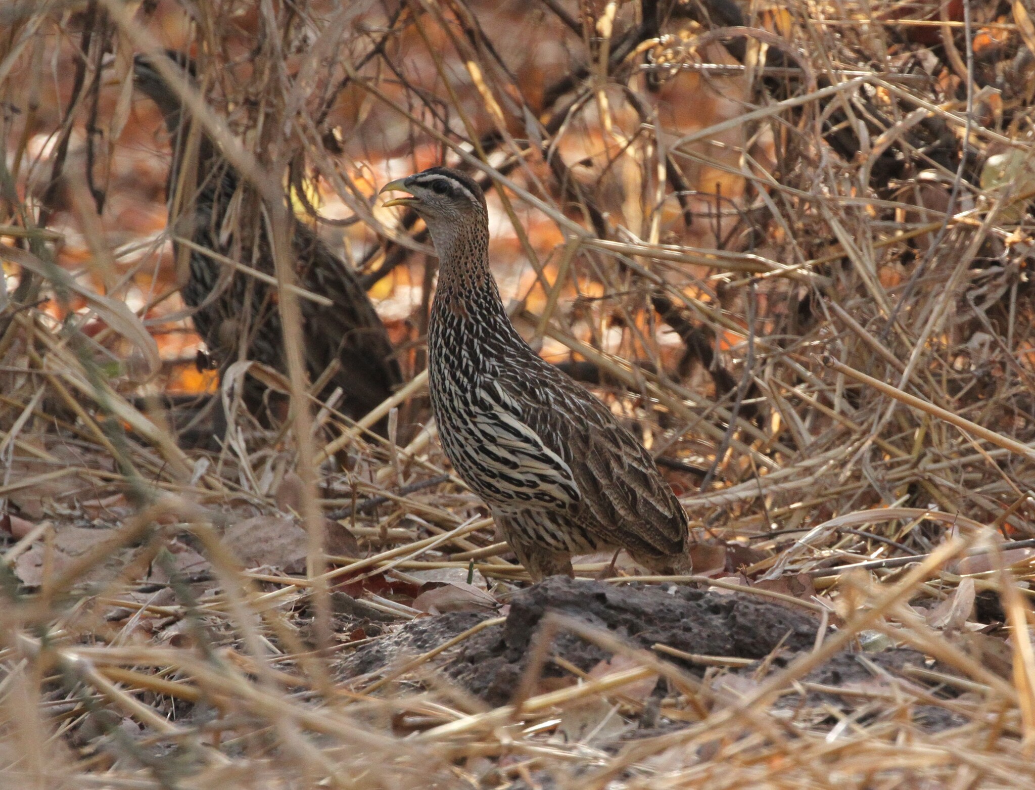 Double-spurred Spurfowl (Pternistis bicalcaratus), photo 4