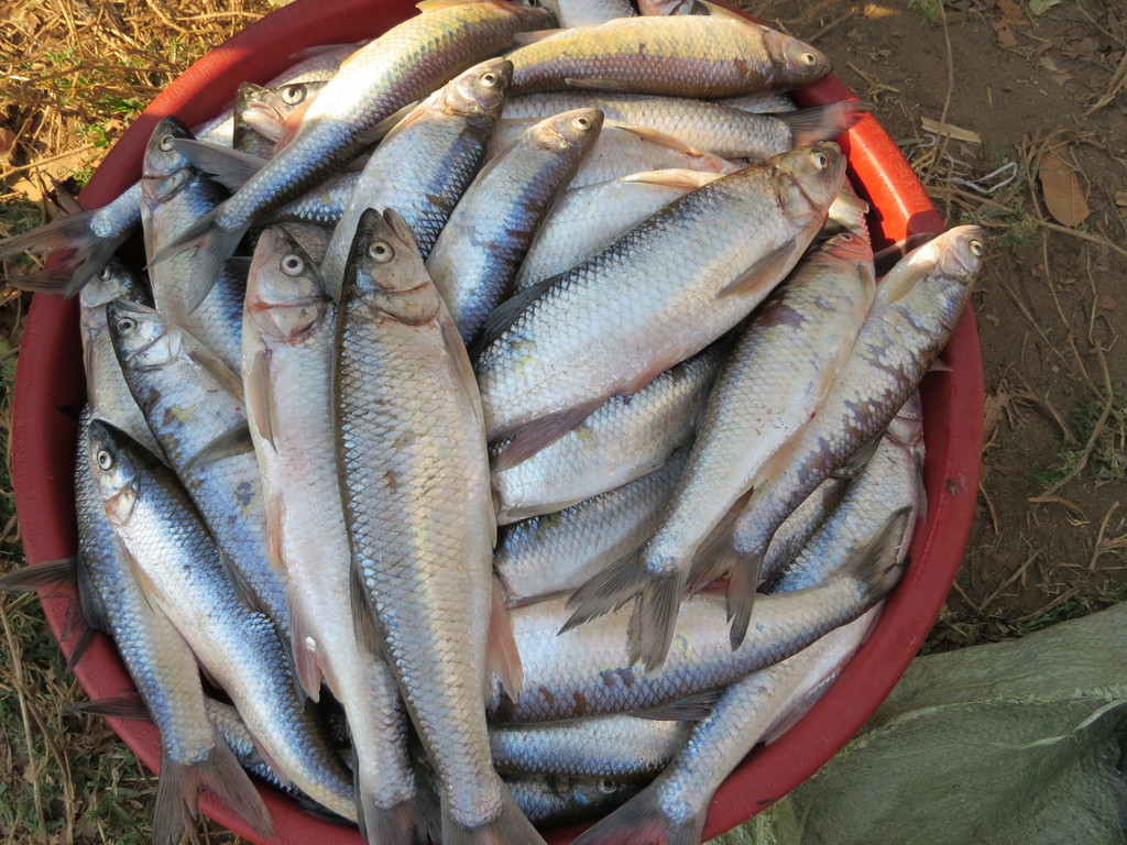 Malawi Sanjika