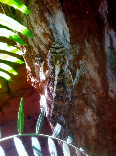 Tropical Spiny Agama