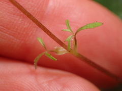Lithophragma cymbalaria