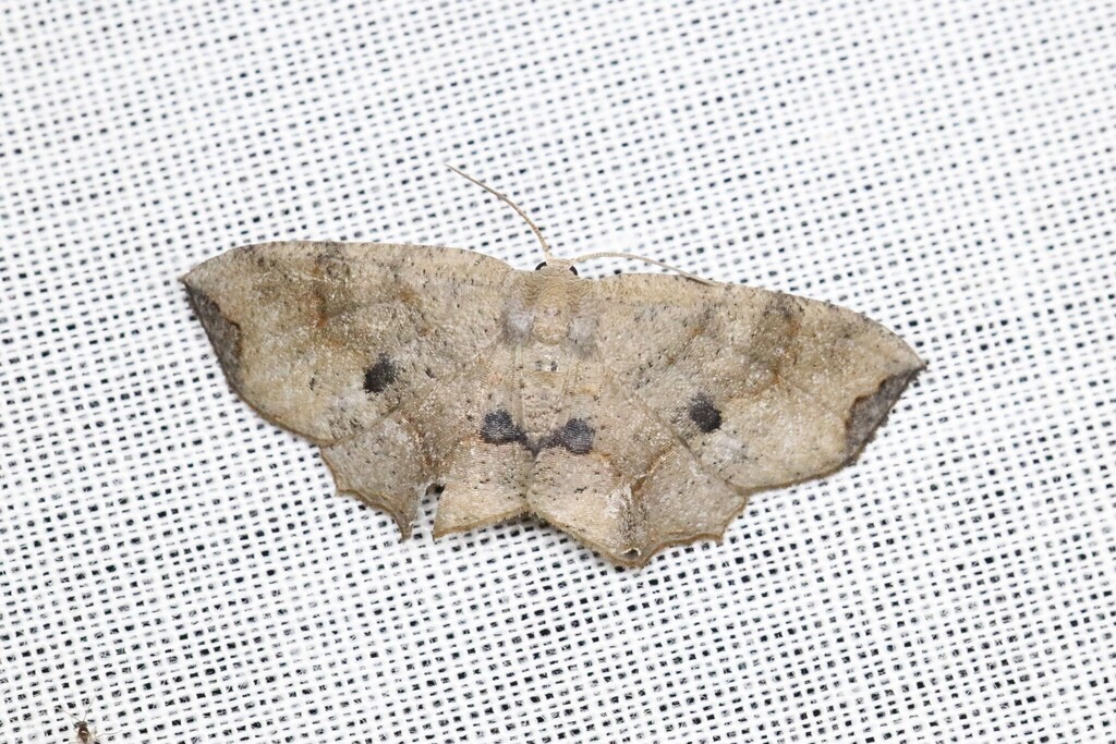 Dysaethria pasteopa