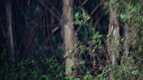 フクロモモンガダマシ