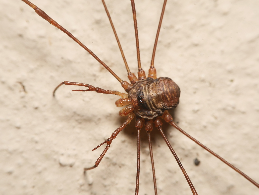 Fork-palped Harvestman