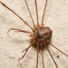 Fork-palped Harvestman - Photo (c) Alexis, some rights reserved (CC BY), uploaded by Alexis