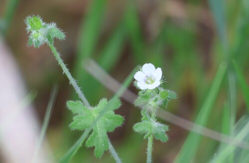 Racemed Fiestaflower (Pholistoma racemosum)