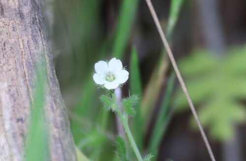 Pholistoma racemosum, photograph 1