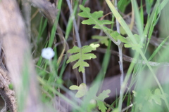 Pholistoma racemosum, photograph (c) Millie Basden, some rights reserved (CC BY)
