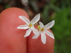 Lithophragma cymbalaria