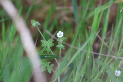 Pholistoma racemosum, photograph (c) Millie Basden, some rights reserved (CC BY)