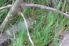 Pholistoma racemosum, photograph (c) Millie Basden, some rights reserved (CC BY)