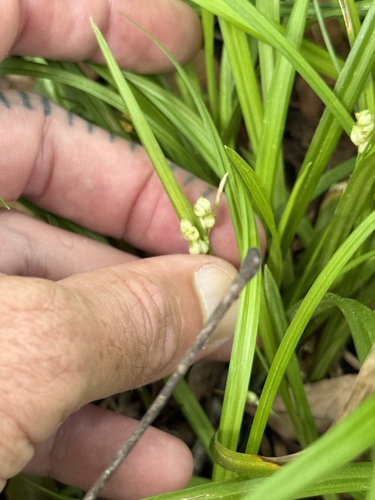 Carex abscondita, 2026-03-30