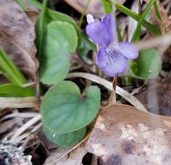 Viola walteri
