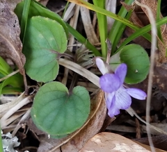 Viola walteri